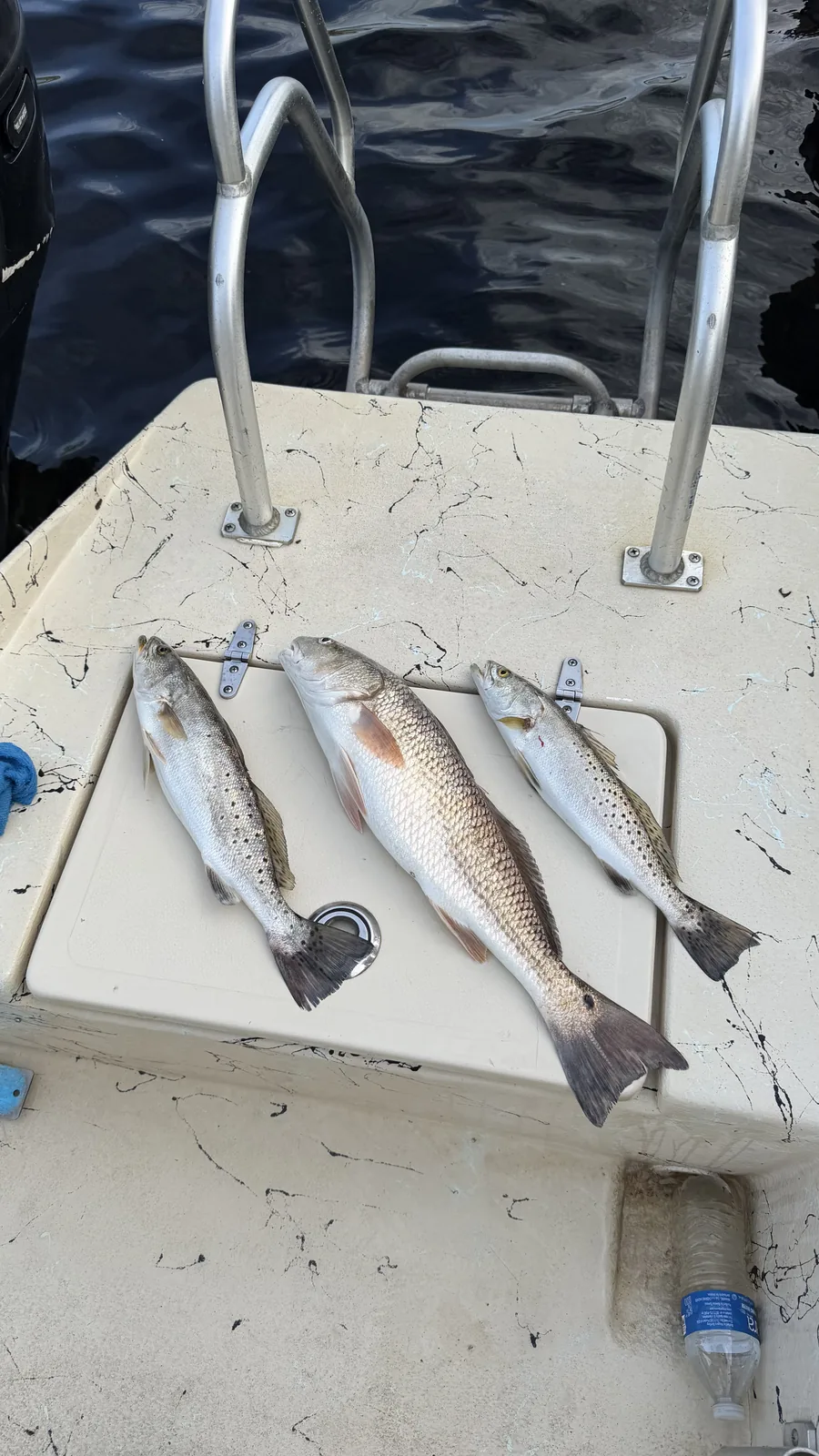 Speckled trout, redfish and trout laid out on boat deck