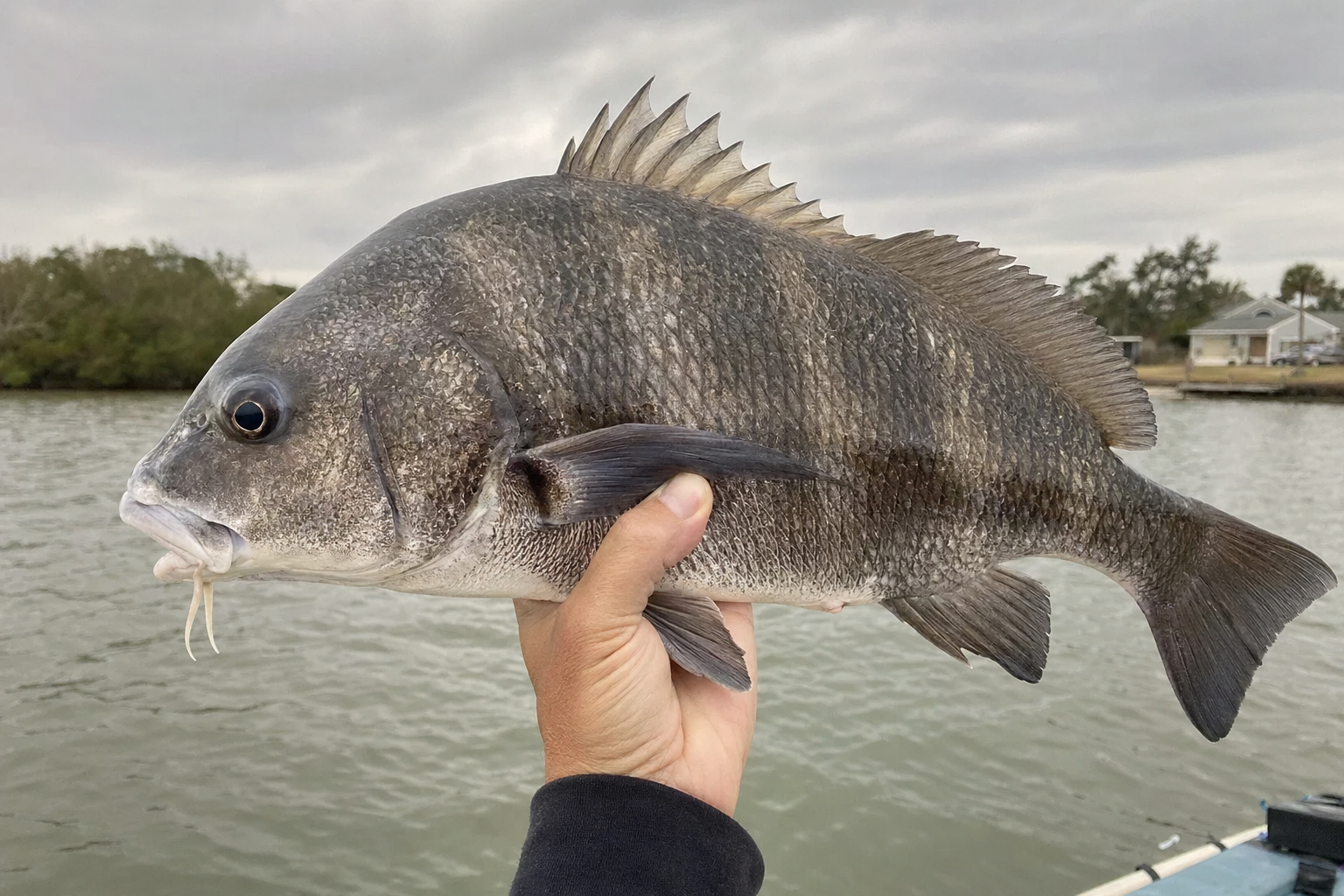 Black Drum caught in Choctawhatchee Bay, Florida