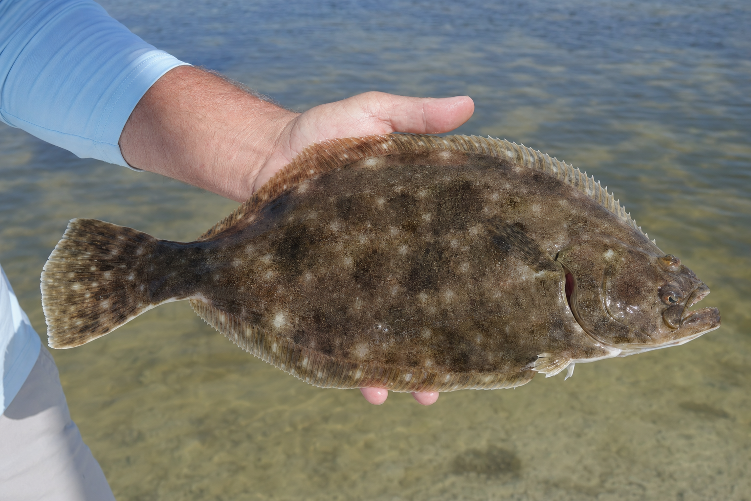 Southern Flounder caught in Choctawhatchee Bay, Florida