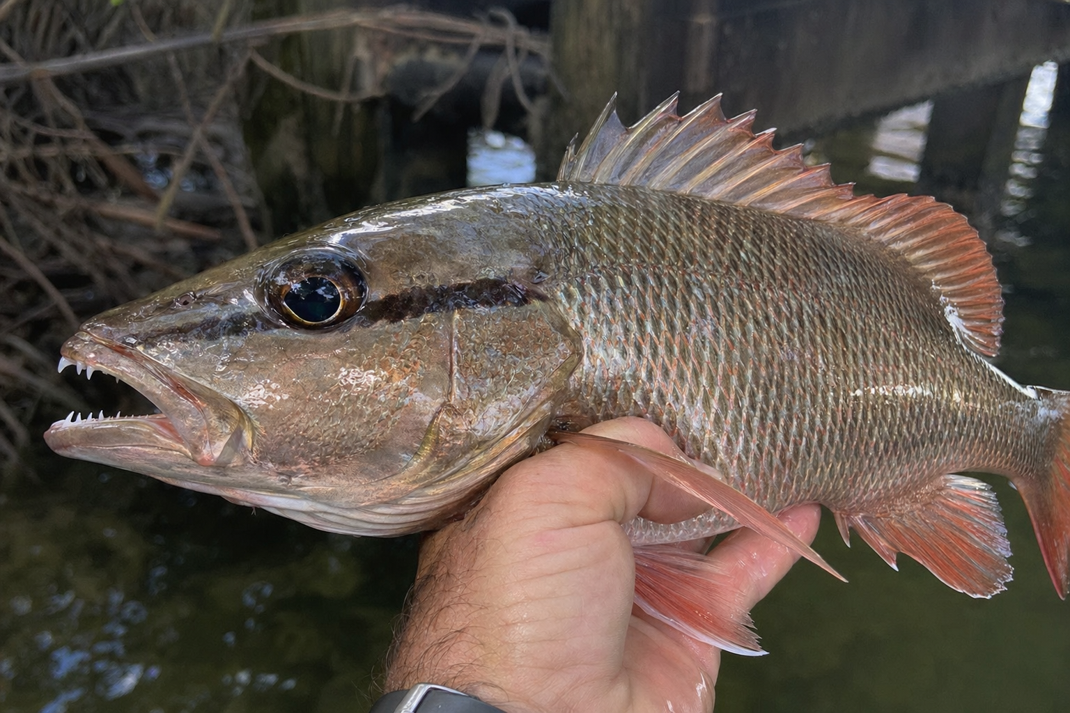 Mangrove Snapper caught in Choctawhatchee Bay, Florida