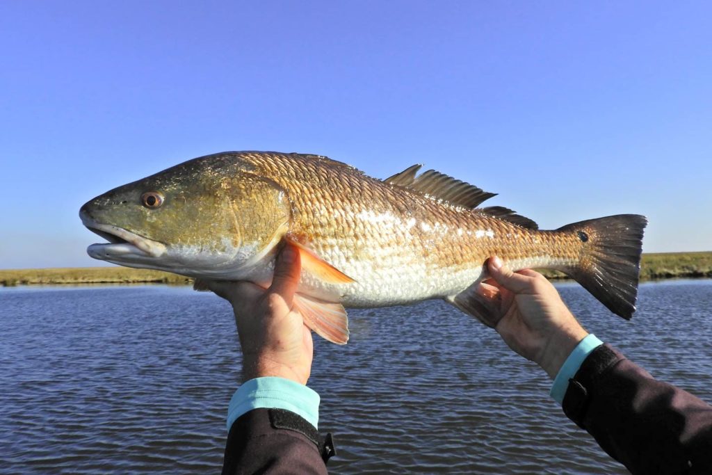 Redfish fishing Santa Rosa Beach FL